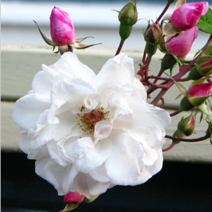 Pоза Венустра Пендула - бял - Стари рози-Kарнавални и тромпетни рози